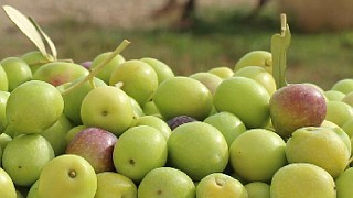 Blog basado en el programa / software GNA para gestión avanzada de almazaras y molinos de aceite: trazabilidad, agricultores, maquila, liquidaciones, anticipos, básculas, molturaciones, envasados, depósitos clientes, proveedores, artículos, stocks, almacenes, comerciales, presupuestos, pedidos, albaranes, packing list, facturas, recibos SEPA, cheques, pagarés, producción, tareas,...